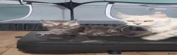 Maine Coon cats for sale: Purebreed maine coon females ❤️❤️  - Advert 1