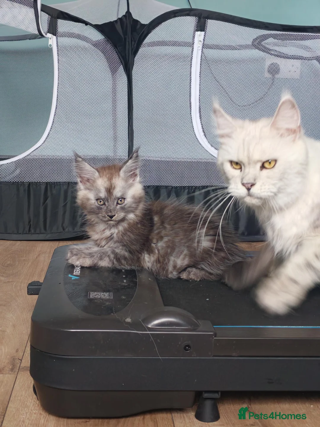 Maine Coon cats for sale: Purebreed maine coon females ❤️❤️  - Advert 1