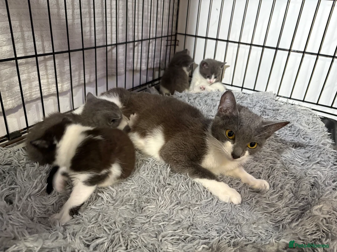 Mixed Breed cats for sale: Fluffy Kittens for sale❤️ in Gillingham - Advert 13