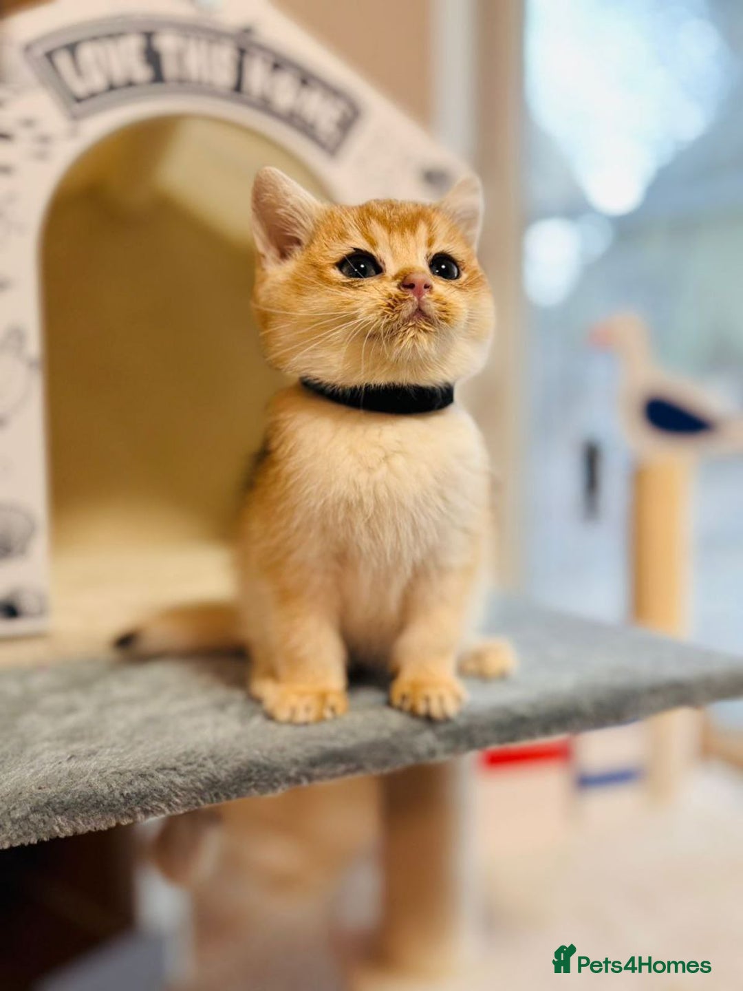 British Shorthair cats for sale: Charming British golden chinchillas - Advert 35