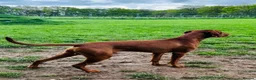 Hungarian Vizsla dogs for sale: Stunning Hungarian vizsla puppies x9 - Advert 10