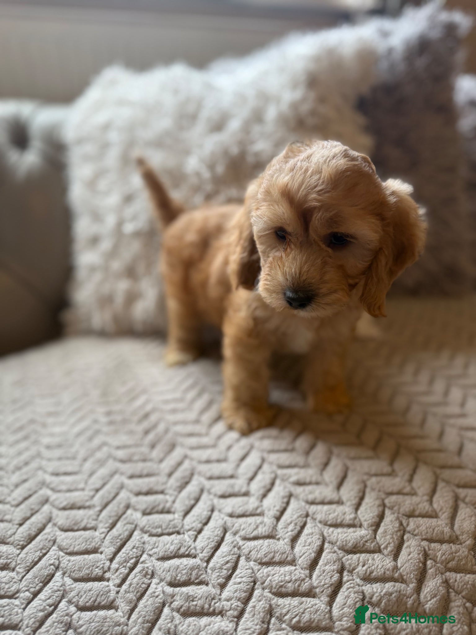 Cavapoo dogs 🌸 FULLY HEALTH TESTED, READY NOW 🌸 - Advert 2