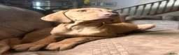 Hungarian Vizsla dogs for sale: LAST 3 HUNGARIAN VISZLA PUPS - Advert 7