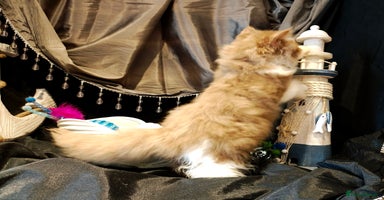 British Longhair cats - Advert 5