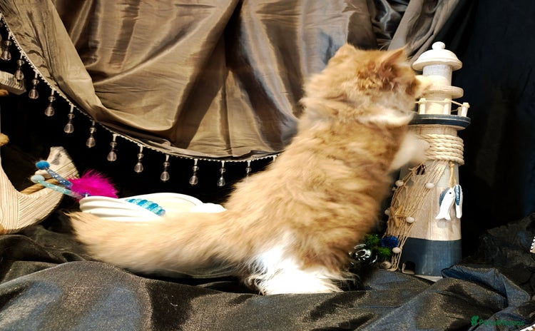 British Longhair cats - Advert 2