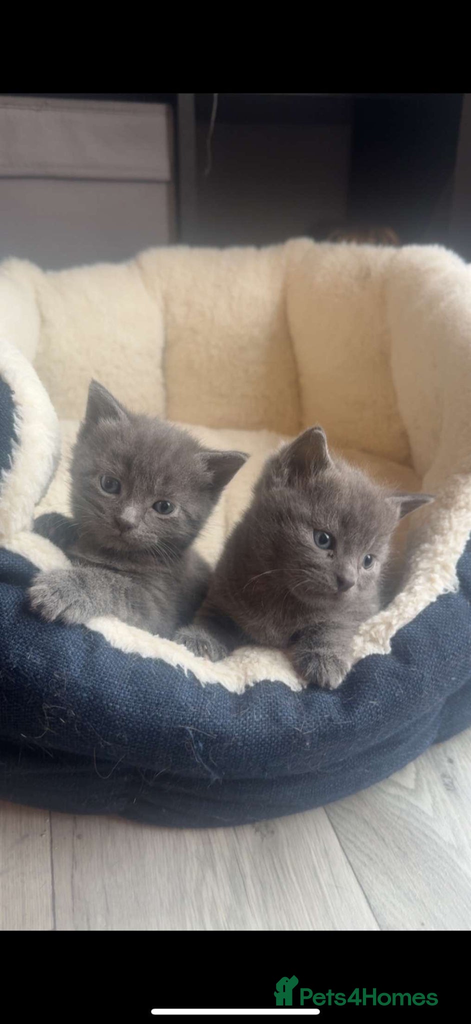 British Shorthair cats Grey British shorthair  - Advert 1