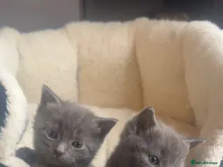 British Shorthair cats Grey British shorthair - Advert 9