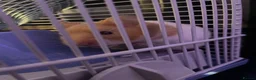 Hamster rodents for sale: Need gone asap  - Advert 3