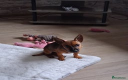 Chihuahua dogs for sale: CHIHUAHUA AND JACKAWAWA  - Image 3