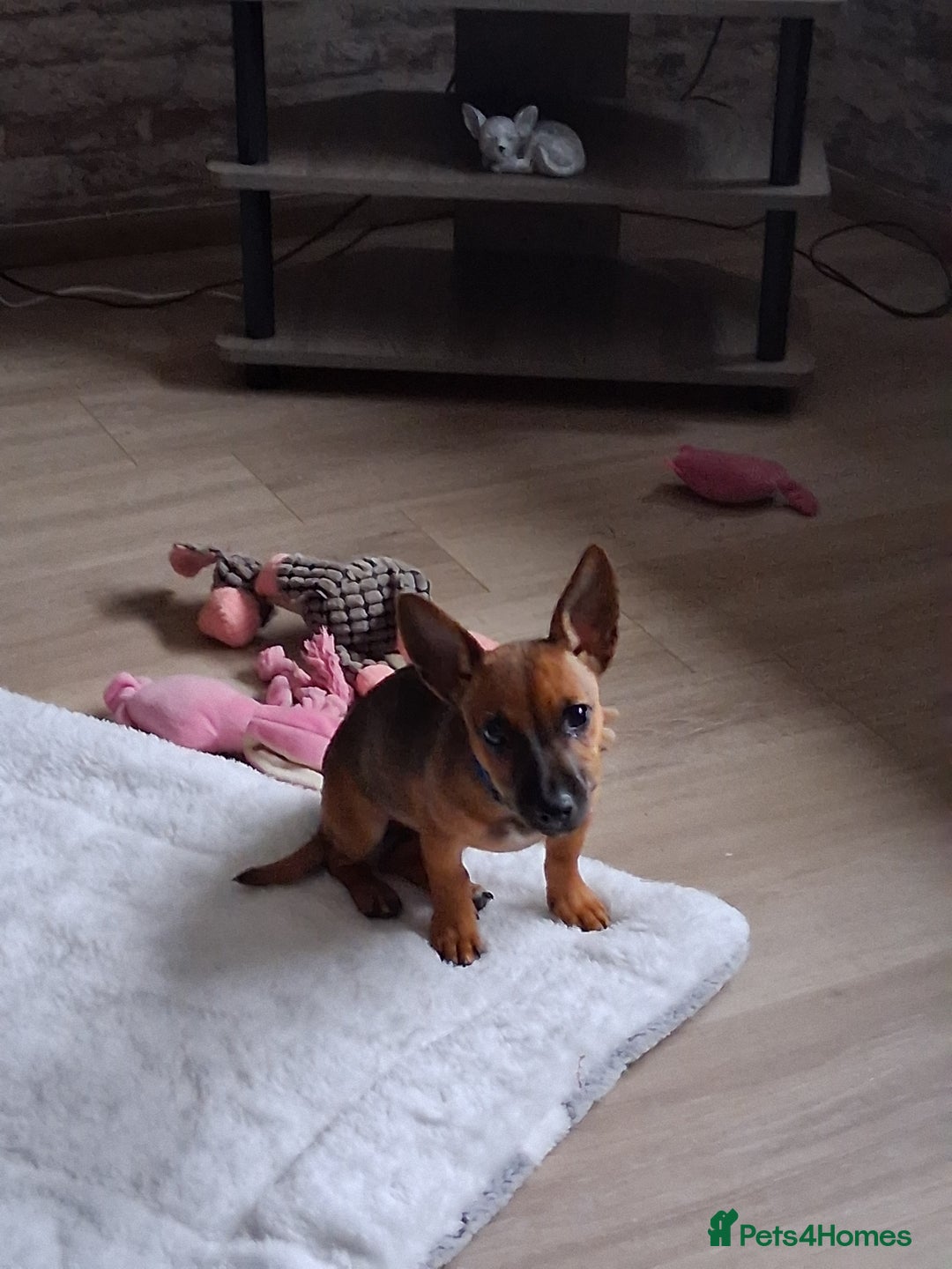 Chihuahua dogs for sale: CHIHUAHUA AND JACKAWAWA  - Image 3