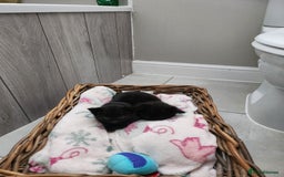 Mixed Breed cats for sale: Beautiful mixed kittens  - Image 13