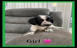 Sprocker dogs for sale: Sprocker Spaniel puppies  - Image 3