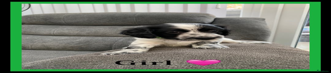 Sprocker Puppy 5