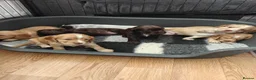 Cocker Spaniel dogs for sale: Cocker spaniel puppies  - Advert 4