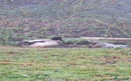 Chickens poultry for sale: Mixed flock ducks, chickens geese - Advert 10