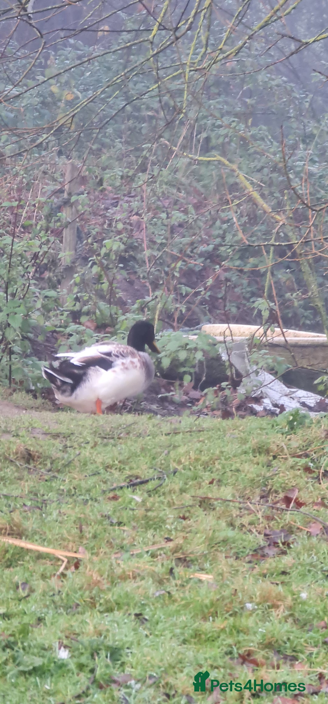 Chickens poultry for sale: Mixed flock ducks, chickens geese - Advert 10