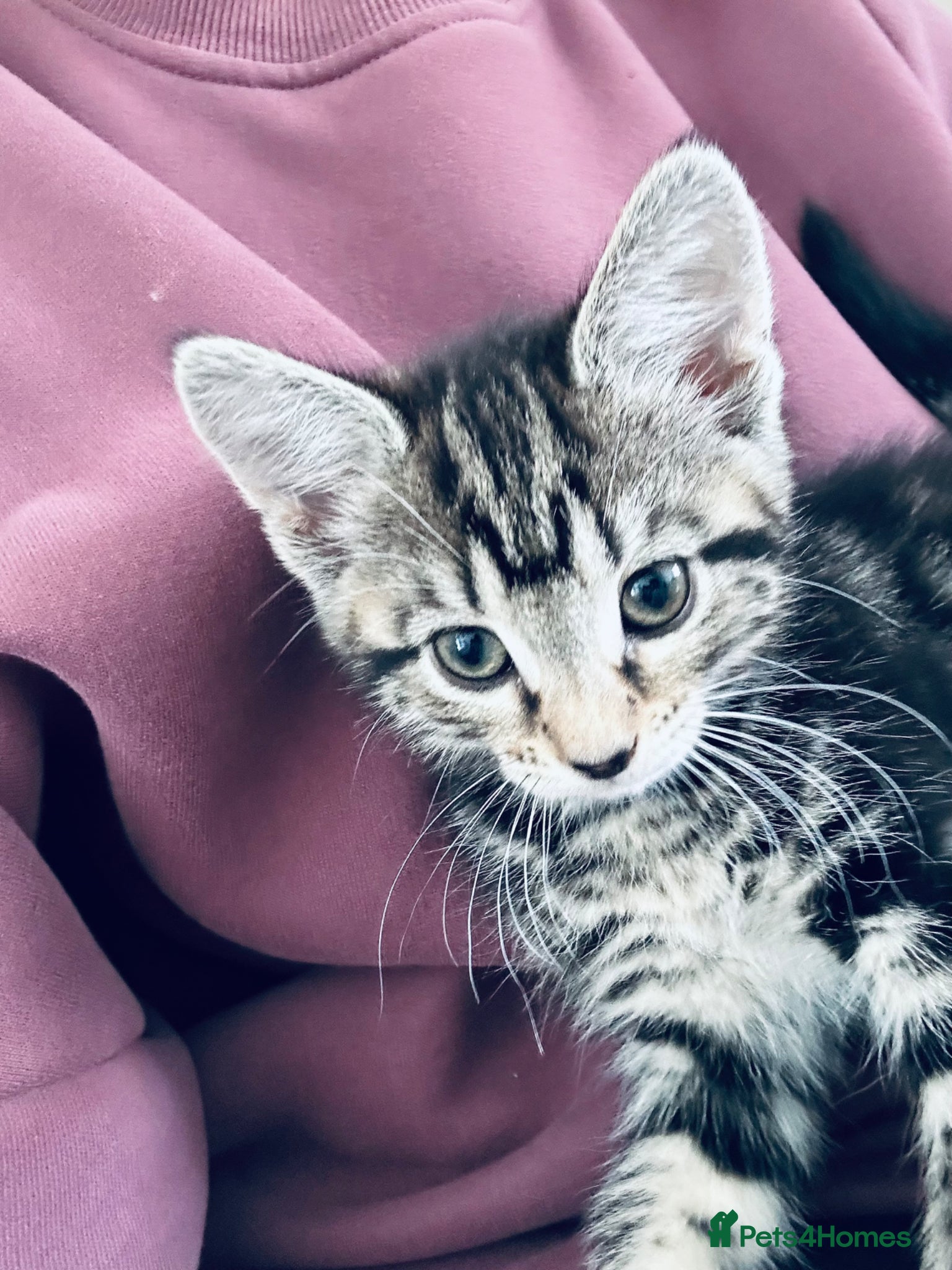 Mixed Breed cats 10 week old kitten - Advert 1