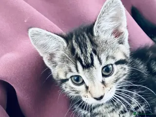 Mixed Breed cats 10 week old kitten - Advert 2