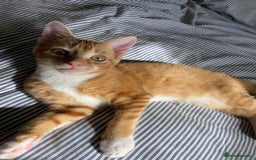 Domestic Shorthair cats for sale: One gorgeous female ginger tabby for sale  - Image 1