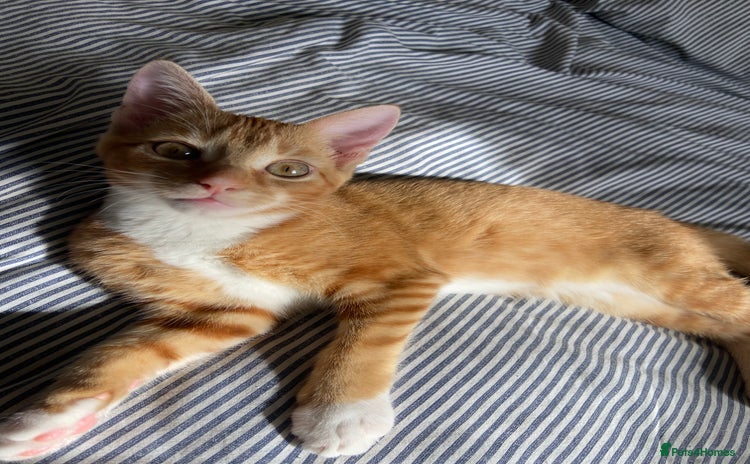 Domestic Shorthair cats - Advert 1