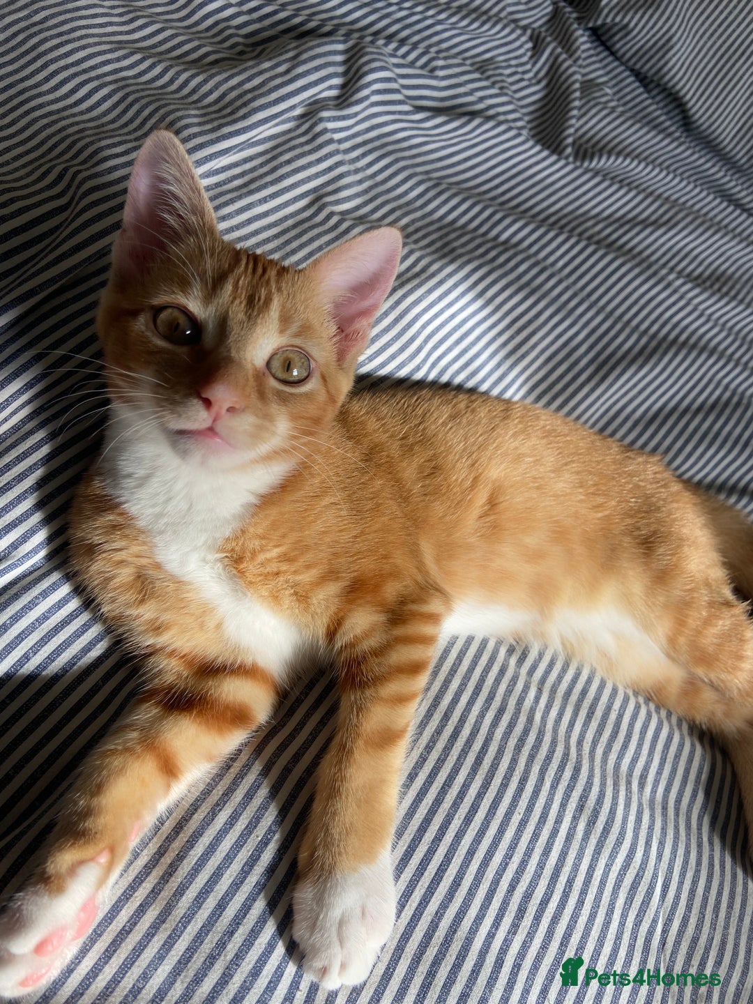 Domestic Shorthair cats for sale: One gorgeous female ginger tabby for sale  - Image 1
