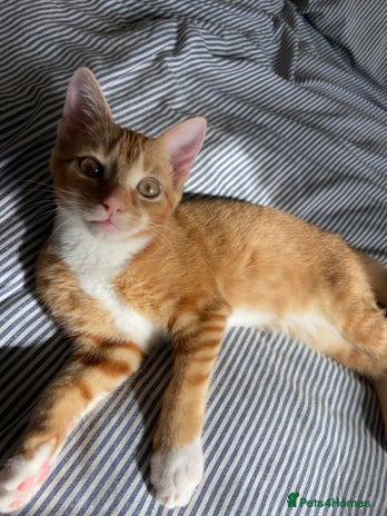 Domestic Shorthair cats - Advert 6