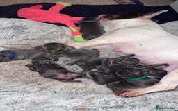 French Bulldog dogs for stud: Solid Isabella Frenchie Stud - Image 8