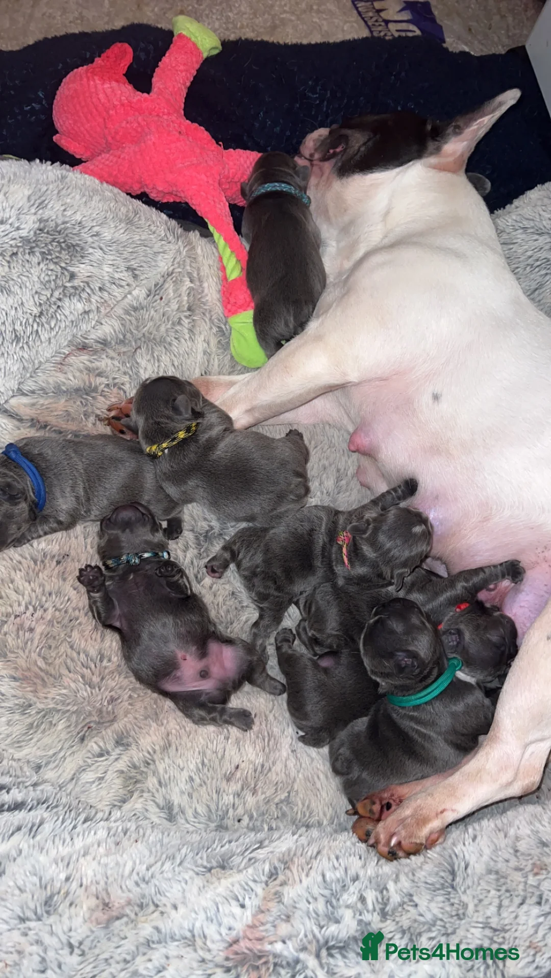 French Bulldog dogs for stud: Solid Isabella Frenchie Stud - Advert 8