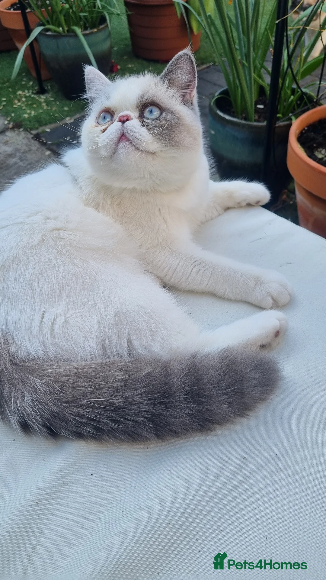 Exotic cats for stud: Blue Cream Point Exotic Shorthair Male for Stud - Advert 4