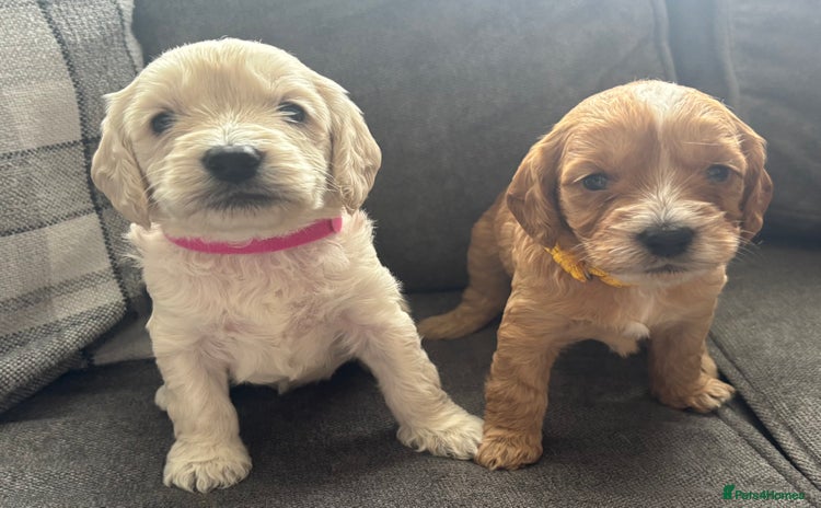 Cockapoo dogs - Advert 6
