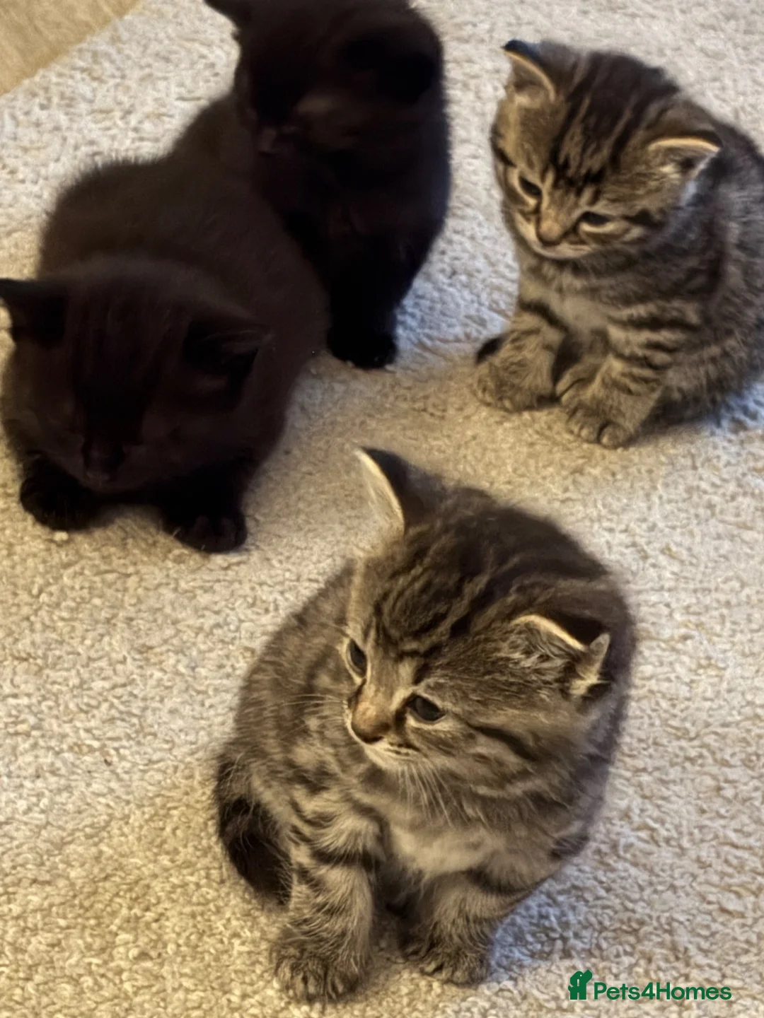 Mixed Breed cats for sale: Bengal x tabby kittens  - Advert 1