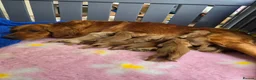 Golden Retriever dogs for sale: *FOX RED KC REG GOLDEN RETRIEVER PUPS FOR SALE* - Advert 6
