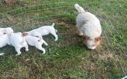 Parson Russell dogs for sale: Quality Parson Russell’s  - Image 2