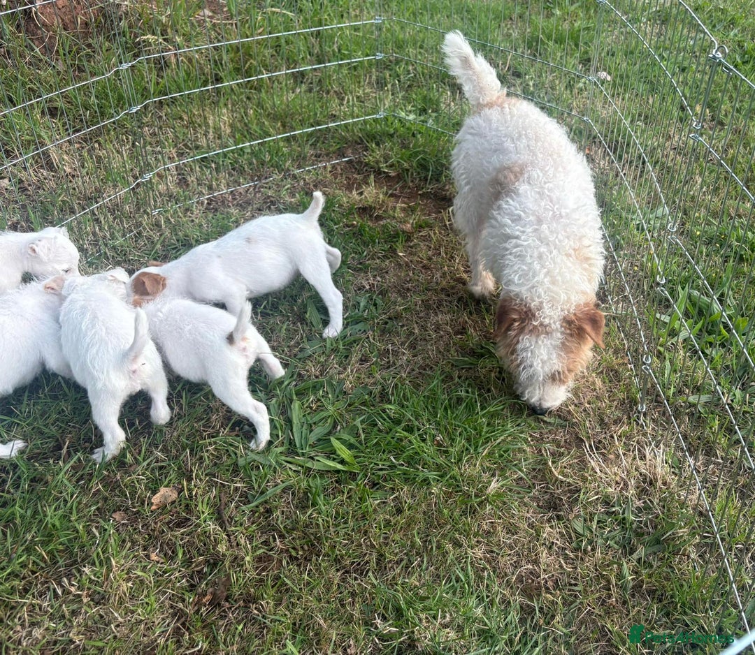 Parson Russell dogs for sale: Quality Parson Russell’s  - Image 2