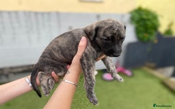 Lurcher dogs for sale: Whippet/greyhound/bull X greyhound/whippet/collieX - Image 18