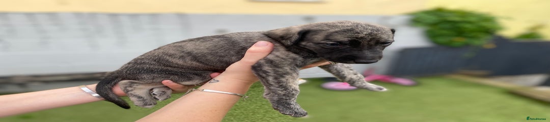 Lurcher Puppy 4