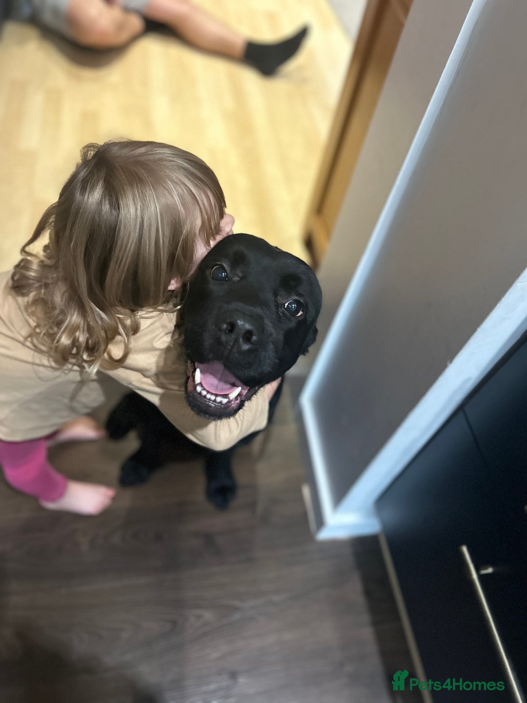 Labrador Retriever dogs for sale: Beautiful Lab - Advert 2