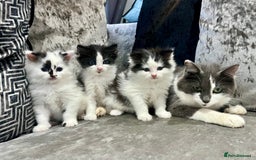 Ragdoll cats for sale: Stunning Ragdoll X Girl Kittens  - Image 3