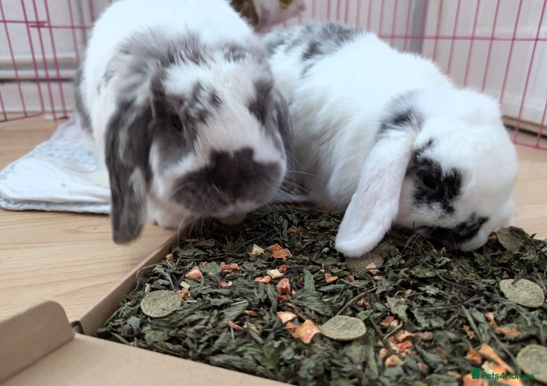 Mini Lop rabbits for sale: Mini Lop Sisters - Image 3