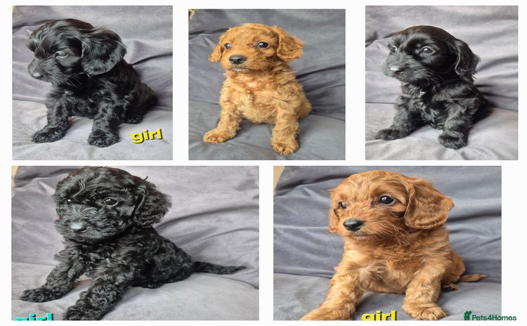 Cockapoo dogs - Advert 4