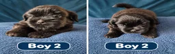 Shih Tzu dogs for sale: Puppy for sale  in Glasgow - Advert 6