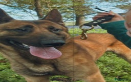 German Shepherd dogs for sale: GSD X MALI PUPS - Image 3