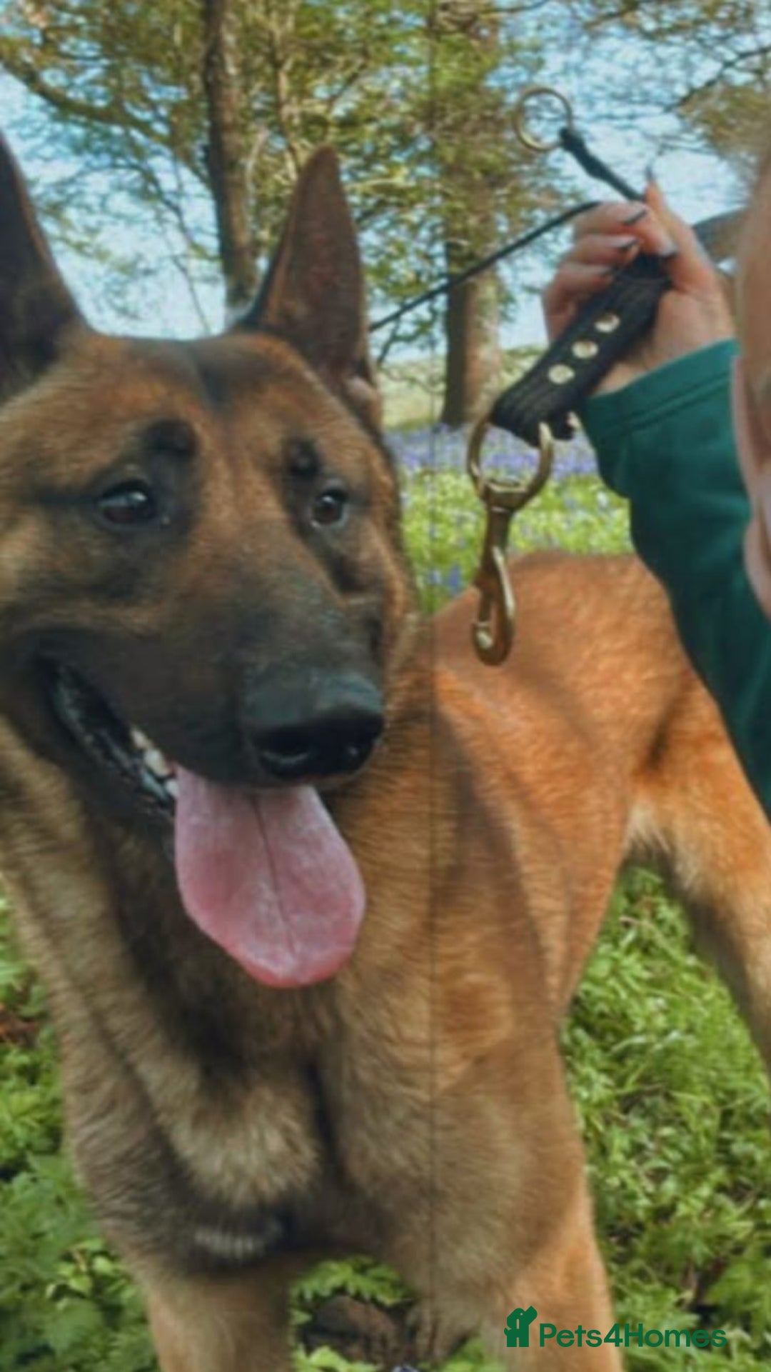 German Shepherd dogs for sale: GSD X MALI PUPS - Image 3