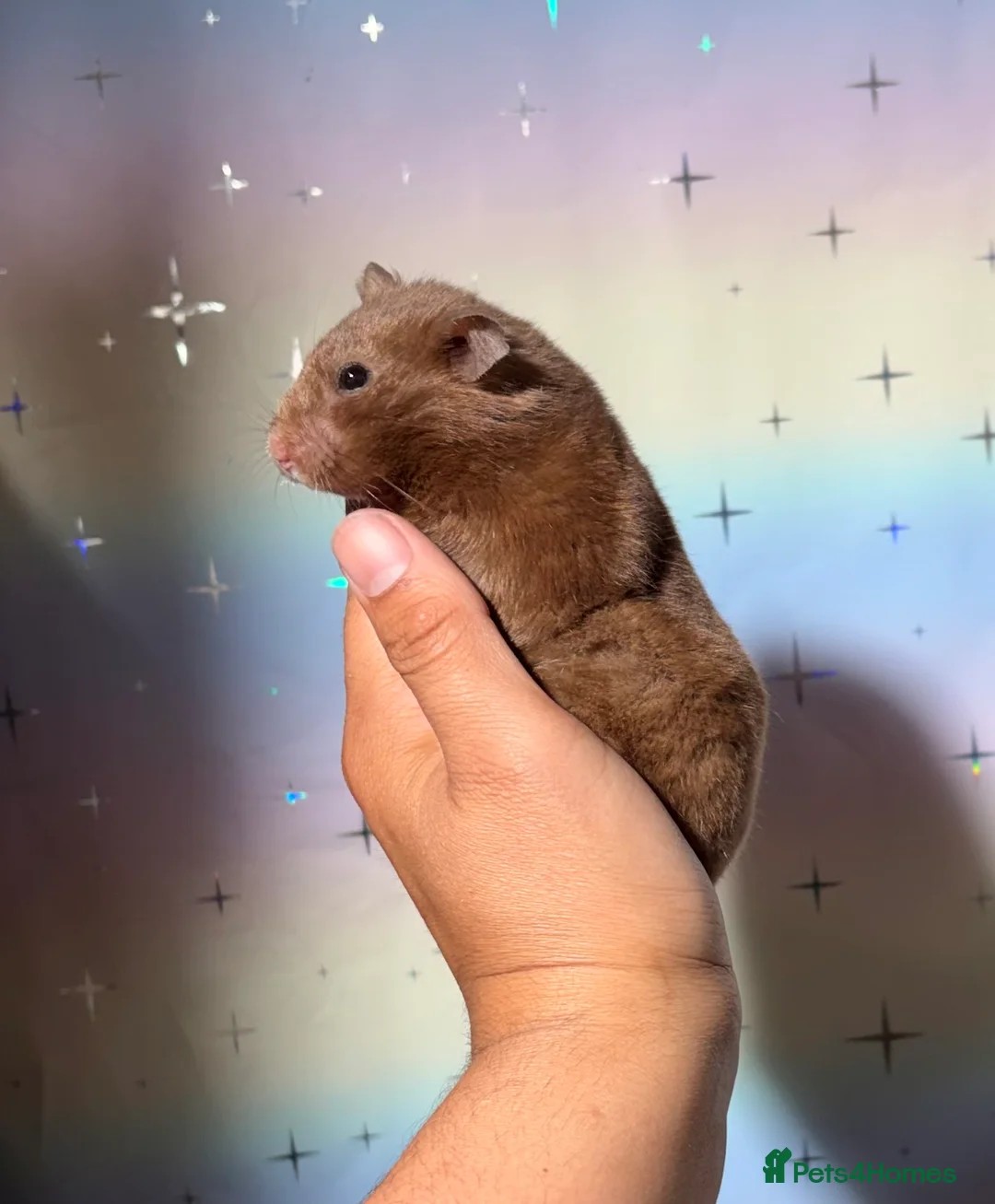 Hamster rodents for sale: OLDER RETIRING PEDIGREE, TAME AND SYRIAN HAMSTERS - Advert 2