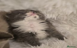 Scottish Fold cats for sale: Beautiful Scottish fold babies - Image 6