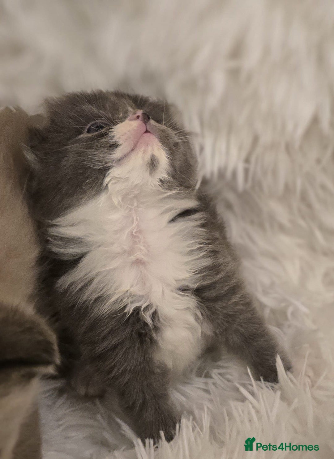 Scottish Fold cats for sale: Beautiful Scottish fold babies - Image 6