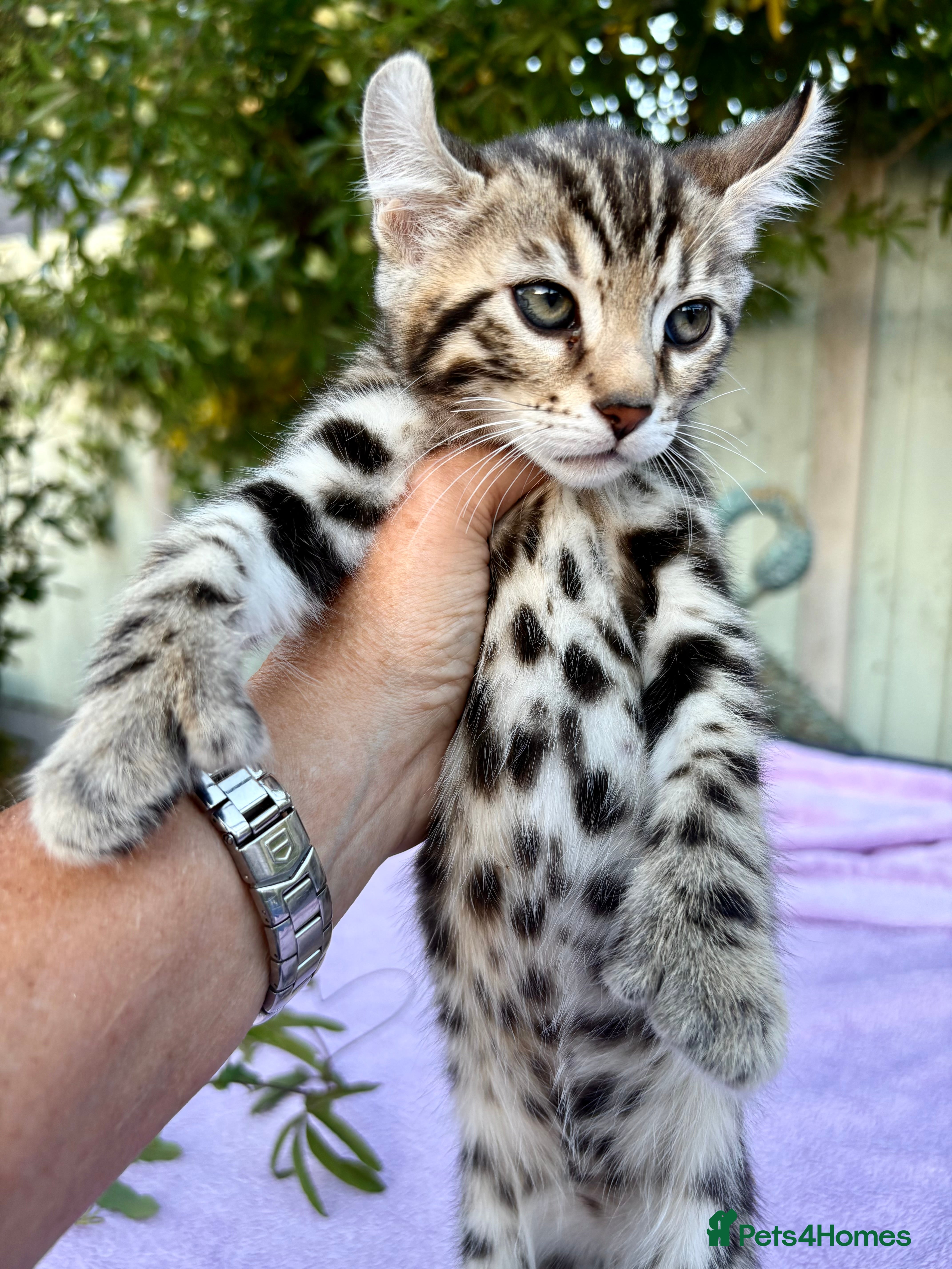Keetso cats Superb polydactyl curled eared Keetso kittens.  - Advert 2