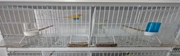 Canaries birds for sale: WaterSlagger canary in London - Advert 2