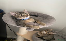 Scottish Fold cats for sale: Scottish Cross - Image 1