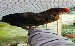 Chickens poultry for sale: Black French Copper Marans - Image 3